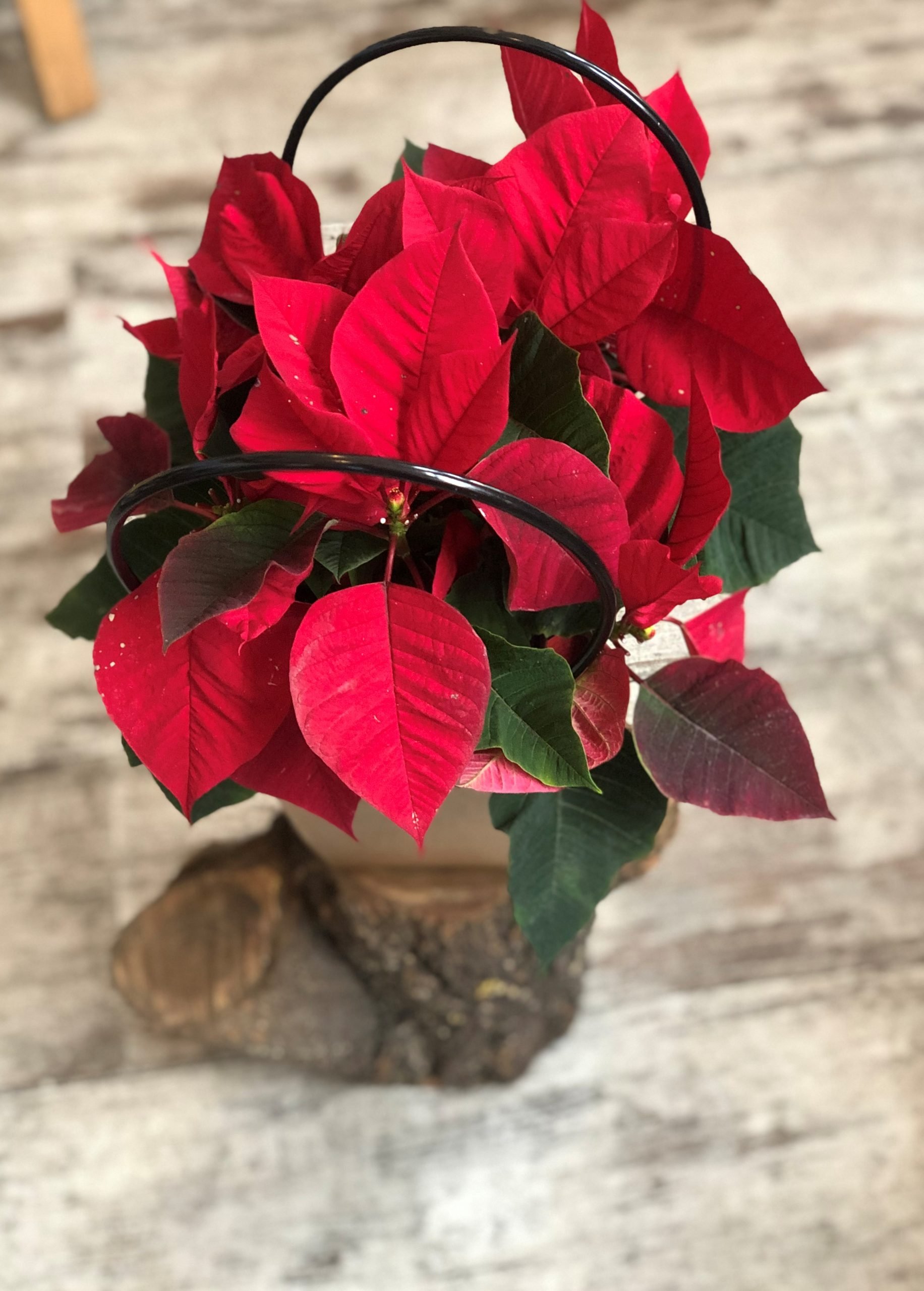 319.Steaua Craciunului (2)